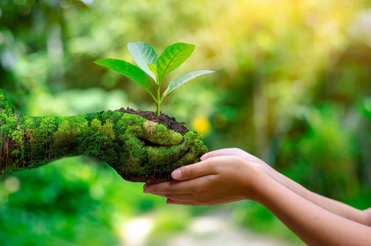 environmental translation